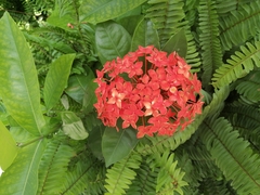 Ixora coccinea