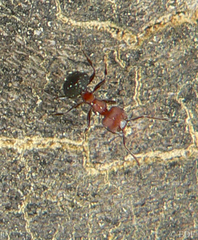 Crematogaster castanea