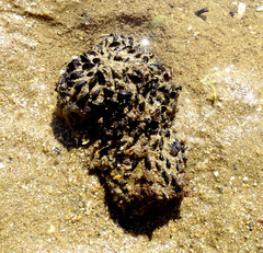 Brachidontes