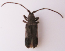 Ecyroschema favosum