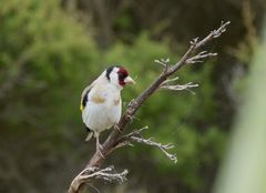 Carduelis carduelis britannica