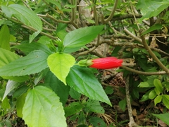Malvaviscus penduliflorus