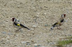Carduelis carduelis britannica