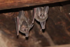 Macrotus californicus