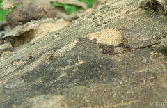 Crematogaster castanea