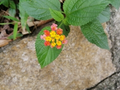 Lantana camara
