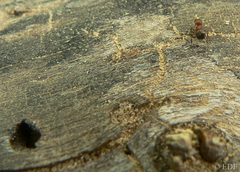 Crematogaster castanea