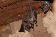 Macrotus californicus