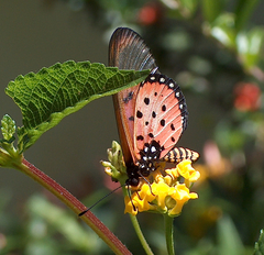 Acraea neobule