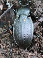 Carabus vinctus