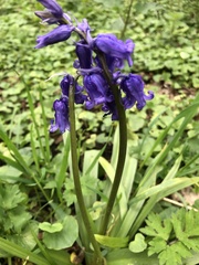 Hyacinthoides non-scripta