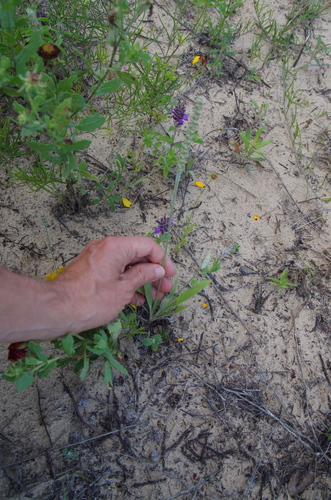 Image of Plantago hookeriana by (c) Eric Knight, some rights reserved (CC BY)