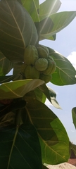 Calotropis procera