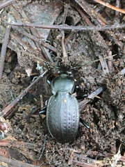 Carabus vinctus