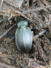 Carabus vinctus