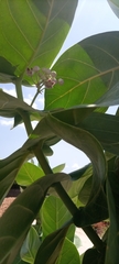 Calotropis procera