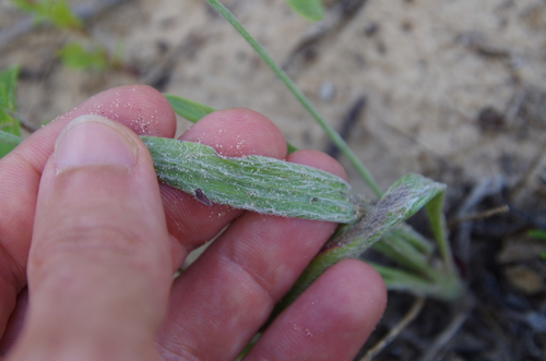 Image of Plantago hookeriana by (c) Eric Knight, some rights reserved (CC BY)