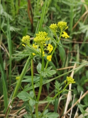 Barbarea vulgaris
