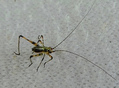 Ensifera