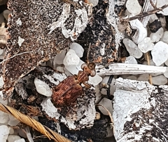 Scopodes