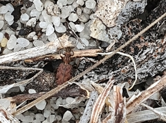 Scopodes