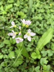 Cardamine pratensis