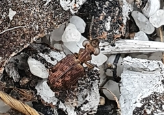 Scopodes