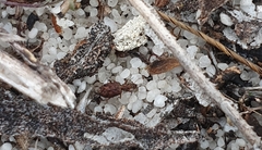 Scopodes