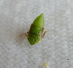 Insecta
