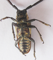 Prosopocera degeeri