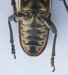 Prosopocera degeeri