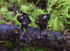 Pseudoplectania melaena