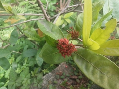 Ixora