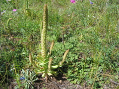 Orostachys malacophylla