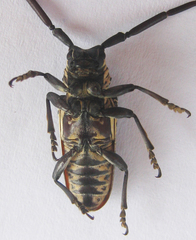 Prosopocera degeeri