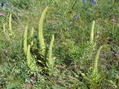 Orostachys malacophylla