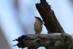Microeca flavigaster
