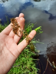 Utricularia australis