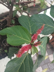 Acalypha hispida