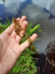 Utricularia australis