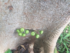 Ficus