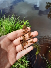 Utricularia australis