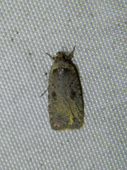 Agonopterix argillacea