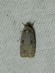 Agonopterix argillacea