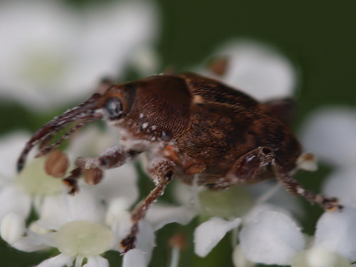 acorn weevil, Noordwijk, Nederland, photo 9 of 10