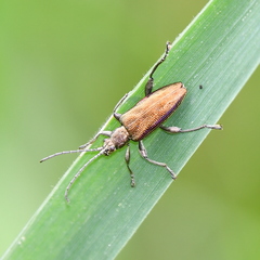 Donacia marginata