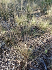 Aristida stricta