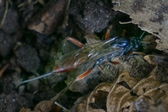 Ichneumonidae