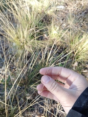 Aristida stricta