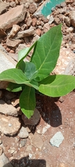 Calotropis procera image